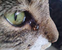 cat with teary eyes vet opthalmologist