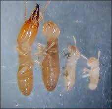 Termite Life Cycle Lifespan How Long Do Termites Live