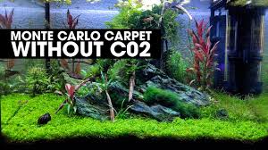 grow a monte carlo carpet without co2