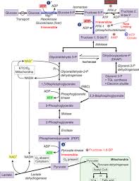 Glycolysis What You Need To Know Diagram Mcat Reddit