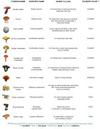 The Mushroom Forager Bolete