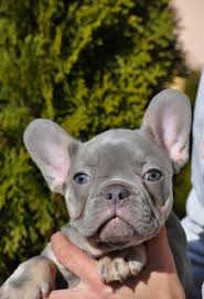 Chelsea and sterling we have 3 lilac tri males available: French Bulldog Puppies For Sale