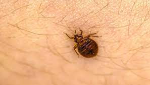 Do Bed Bugs Like Cold Rooms Or It S A