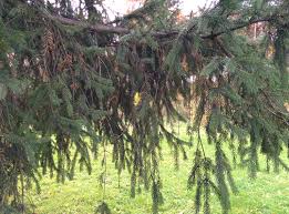 norway spruce picea abies the ufor