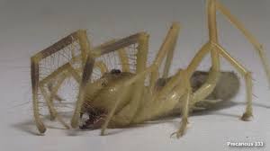 Camel spiders are the subject of many false rumors, but the real deal is as fascinating as fiction. Aaah The Dreaded Camel Spider Youtube