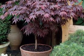 Growing Japanese Maples in Pots - PlantingTree