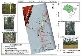 estimating forest above ground biomass