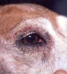 causes of hair loss around dog s eyes