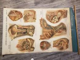Details About Aj Nystrom Max Brodel American Frohse Anatomical Poster Male Female Genitailia