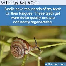 fun fact 12807 snails have teeth