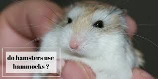 do hamsters use hammocks letting your