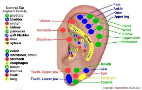 Ear Chart Ear Acupressure Points Ear Reflexology Hand