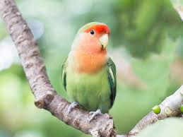Pet shops near me that sell lovebirds. 8 Top Green Parrots To Keep As Pets