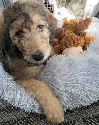 shepadoodle dog breed information and