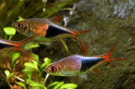 A few fish that like to live in schools are danios, barbs, and tetras. Fwtropicalfishspecies Com Aquarium Fish Saltwater Aquarium Fish Pet Fish
