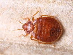 how to protect your home from bed bugs