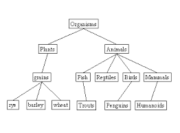 Sample Flow Chart Dichotomous Key Classification Webquest