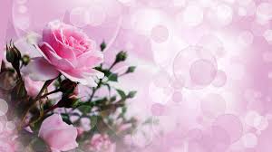 pink rose wallpapers full hd 35011