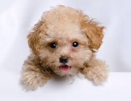 teacup poodle breed info pictures