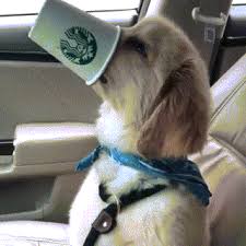 Image result for dogs drinking coffee