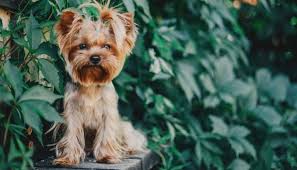 yorkie growth chart weight size