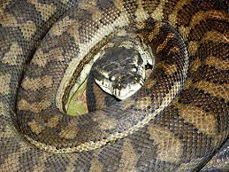 coastal carpet python wildlife