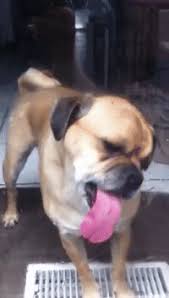 anger licks dog gif on gifer by mv