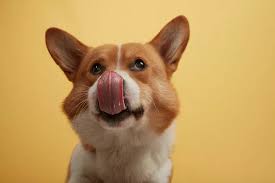 Why Do Dogs Lick Themselves
