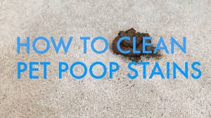 how to clean pet stains from