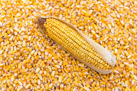 Resultado de imagen para corn