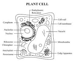draw and plant cells and