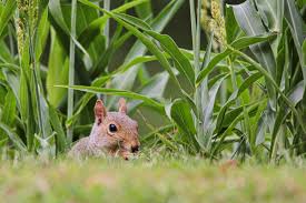 keep squirrels out of garden beds