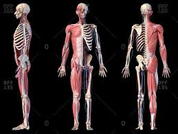 Nervous system, skeleton, front view of muscles, back view of muscles. Human Organs Stock Photos Offset