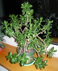 Money Plant Jade Plant Crassula