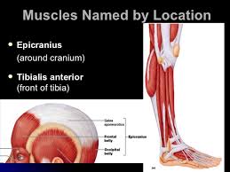 However, the muscle names often reflect something about their action, their shape, or their locations. The Muscular System Powerpoint