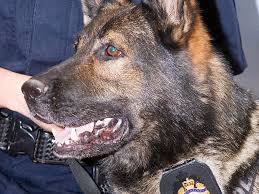 police dog training under review