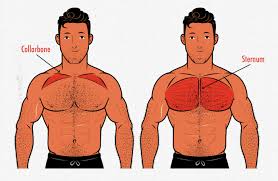 how to build a bigger chest even if it