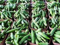 Who should not eat okra?