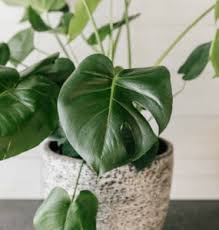 Provide them warm room temperature, bright light, and these tropical foliage plants will grow well! Plant Care Monstera Deliciosa Vault Vine