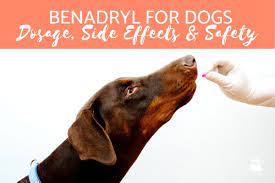 puppy dose of benadryl huge up to