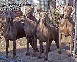 They will be ready for their new homes in april. Graysong Weimaraners