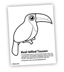 The toucan click here for pdf format: Keel Billed Toucan Coloring Page In Free Downloads Coloring Pages
