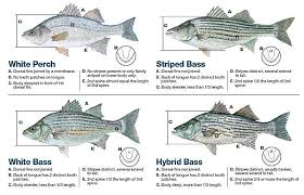 Good Comparison Of Similar Looking Bass Striped Bass White