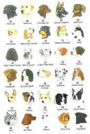Picture List Of Dog Breeds Largestdogs Largedogs Bigdogs