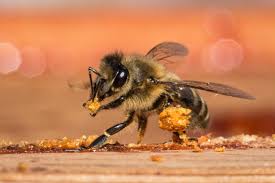Bee'o modelleri ve ürünleri, en uygun fiyatlar ile hepsiburada.com'da. Propolis And The Resin Connection Honey Bee Suite