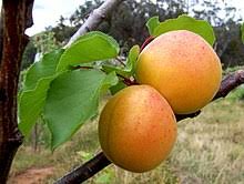 Abricot (couleur) — Wikipédia