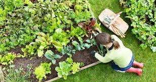 Raised Bed Vegetable Garden