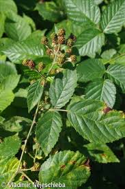 Rubus macrophyllus – ostružiník velkolistý • Pladias: Database of ...