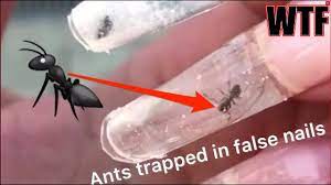 ants in nails you