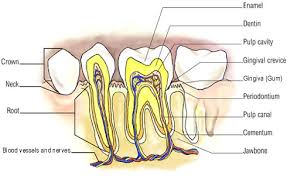 mouth anatomy